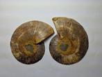 Ammoniet - Gefossiliseerde schelp - Aioloceras (Cleoniceras)