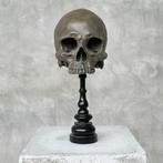 NO RESERVE PRICE - Stunning human skull no jaw statue on a, Antiek en Kunst