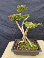 Bonsaï Lonicera Nitida - Hoogte (boom): 26 cm - Diepte