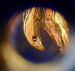 Sans prix de réserve - Broche Argento 925. - Leone.