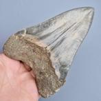 Big ultra serrated quality Megalodon Shark - Fossiele tand -, Verzamelen