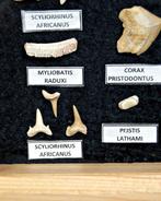 Requin - Dent fossile - 25 cm (Sans prix de réserve), Collections