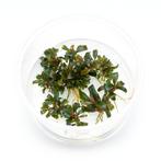 Bucephalandra Serimbu Brows - In vitro, Dieren en Toebehoren, Nieuw, Verzenden