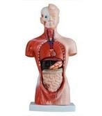 Anatomisch model torso, 26 cm, 15 onderdelen ST-ATM 055, Verzenden, Nieuw