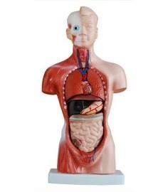 Anatomisch model torso, 26 cm, 15 onderdelen ST-ATM 055, Divers, Matériel Infirmier, Envoi