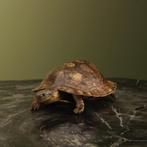 Schildpad Antiek Taxidermie Opgezette Dieren By Max, Verzamelen, Ophalen of Verzenden, Nieuw, Reptiel of Amfibie, Opgezet dier