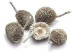 Zonnebloemhoofd Frosted White ca. 6 cm 15 stuks, Nieuw