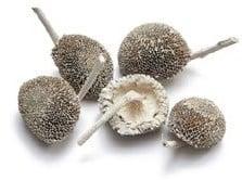 Zonnebloemhoofd Frosted White ca. 6 cm 15 stuks, Huis en Inrichting, Woonaccessoires | Kunstplanten en Kunstbloemen, Nieuw