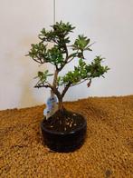 Azalea bonsai (Rhododendron) - Hoogte (boom): 25 cm - Diepte