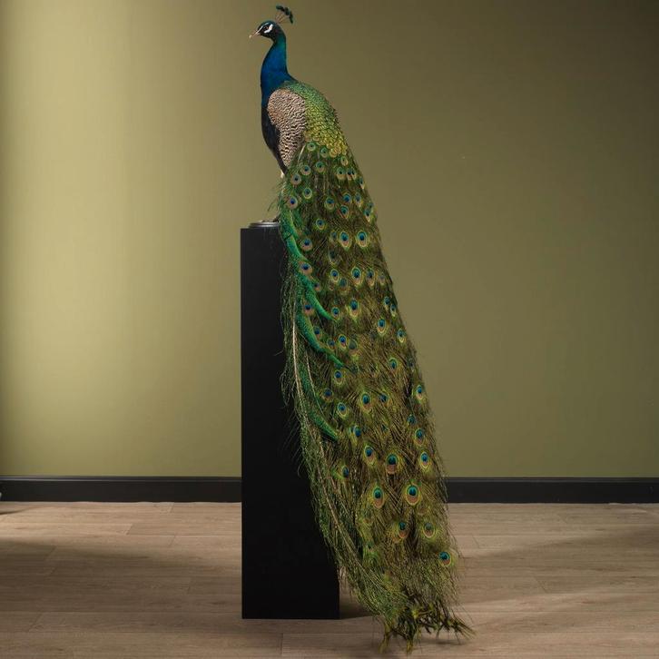 Blauwe Pauw Taxidermie Opgezette Dieren By Max, Verzamelen, Dierenverzamelingen, Opgezet dier, Nieuw, Vogel, Ophalen of Verzenden