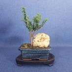 Hinoki cipres bonsai (Chamaecyparis obtusa) - Hoogte (boom):, Antiek en Kunst, Kunst | Schilderijen | Klassiek