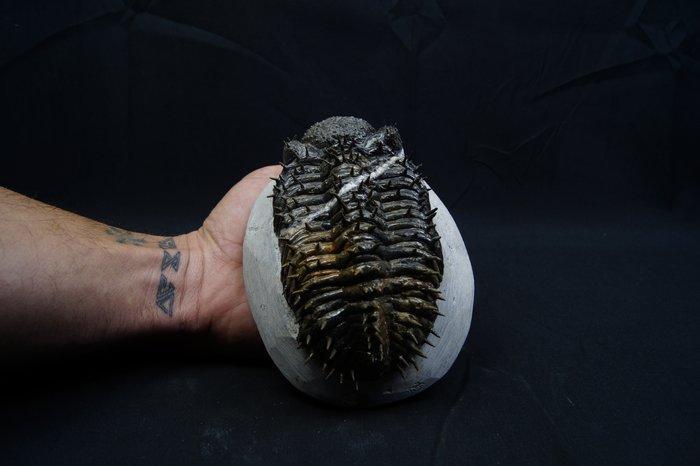 Doornige trilobiet - Gefossiliseerd dier - Droptops armatus, Collections, Minéraux & Fossiles