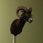 Schaap Taxidermie Opgezette Dieren By Max, Ophalen of Verzenden, Nieuw, Wild dier, Opgezet dier