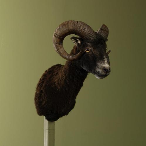 Schaap Taxidermie Opgezette Dieren By Max, Verzamelen, Dierenverzamelingen, Opgezet dier, Nieuw, Wild dier, Ophalen of Verzenden