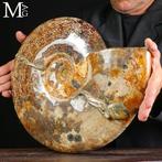 Prachtig !!! - Grote fossiele ammoniet Cleoniceras –, Verzamelen