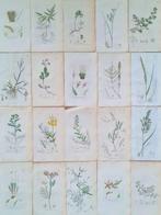 James Sowerby - 20 deels handgekleurde lithos o.a., Antiek en Kunst