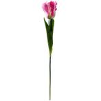 Tulp Parkiettulp PINK/ stuks. 56cm. Tulpen, Nieuw