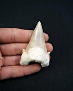 Haai - Fossiele tand - Enorme Otodus obliquus de alta