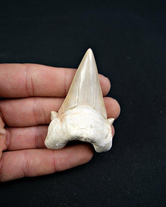 Haai - Fossiele tand - Enorme Otodus obliquus de alta, Verzamelen, Mineralen en Fossielen