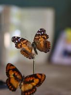 Vlinder Taxidermie volledige montage - Véritable Vanessa