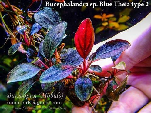 Bucephalandra sp. Theia Red, Dieren en Toebehoren, Vissen | Aquaria en Toebehoren, Nieuw, Verzenden