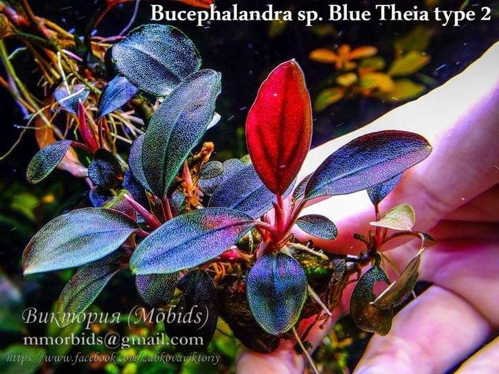 Bucephalandra sp. Theia Red, Dieren en Toebehoren, Vissen | Aquaria en Toebehoren, Nieuw, Verzenden