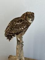 Spotted eagle-owl Taxidermie volledige montage - Bubo
