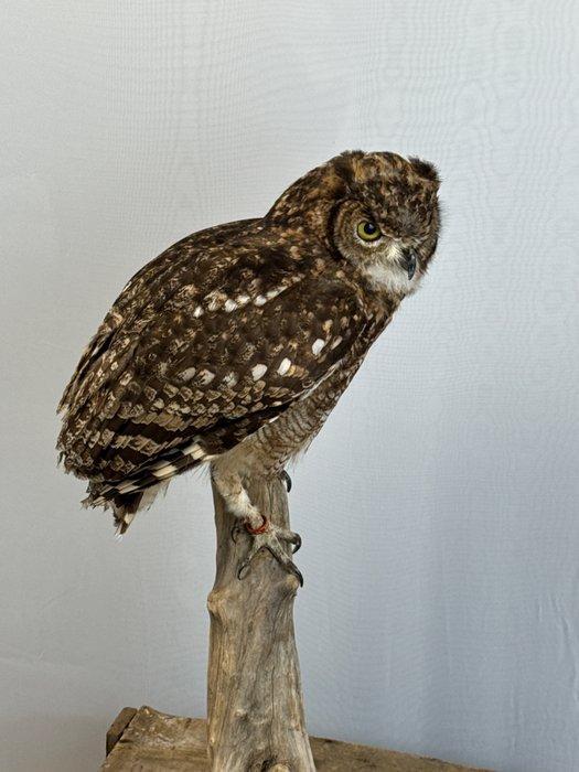 Spotted eagle-owl Taxidermie volledige montage - Bubo, Collections, Collections Animaux