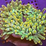 Heteractis Malu Groen / Oranje tips, Dieren en Toebehoren, Vissen | Aquariumvissen
