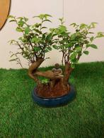 Japanese iep bonsai (Zelkova) - Hoogte (boom): 25 cm -
