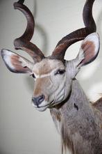 Greater Kudu Shoulder-mount - Schedel - Tragelaphus, Verzamelen, Dierenverzamelingen, Nieuw