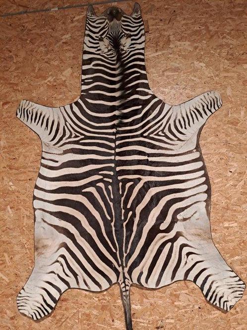 Burchell-zebra Schedel - Equus quagga - 20 cm - 200 cm - 330, Verzamelen, Dierenverzamelingen