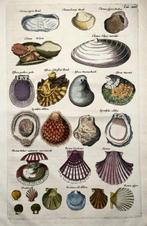 Matthäus Merian (b1593) Hand coloured folio, Marine Life: