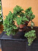 ginepro - Hoogte (boom): 0 mm - Diepte (boom): 0 mm - Japan