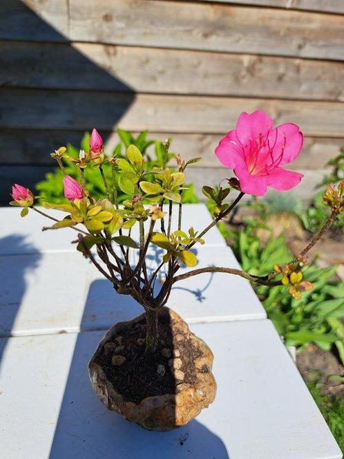 Azalea bonsai (Rhododendron) - Hoogte (boom): 15 cm - Diepte, Antiek en Kunst, Curiosa en Brocante