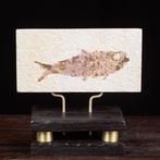 Een Moderne Wunderkammer - Fossiel fragment - Knightia
