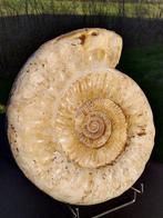Ammoniet - Fossiel rugschild - XL Kranaosphinctes sp. Big
