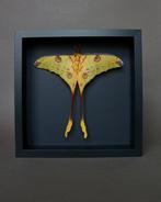 Papillon de nuit Support de corps entier pour taxidermie -