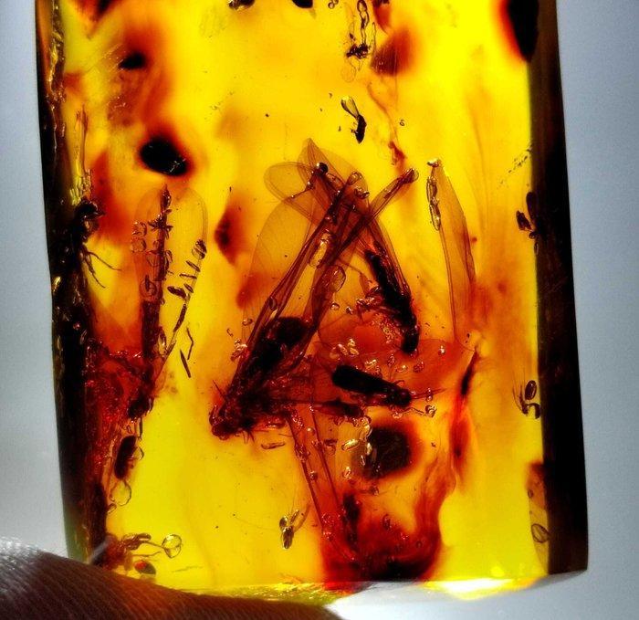 Ambre, Collections, Minéraux & Fossiles