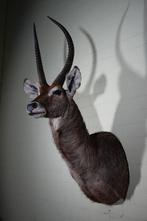 Antilope aquatique Support mural pour taxidermie - Kobus, Collections, Collections Animaux