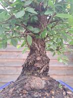 Japanese iep bonsai (Zelkova) - Hoogte (boom): 27 cm -, Antiek en Kunst