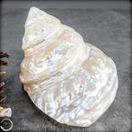 Natuurlijke schelpenensemble – Drie vormen tussen zee, licht