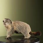 Alpenmarmot Taxidermie Opgezette Dieren By Max, Verzamelen, Dierenverzamelingen, Ophalen of Verzenden, Nieuw, Wild dier, Opgezet dier
