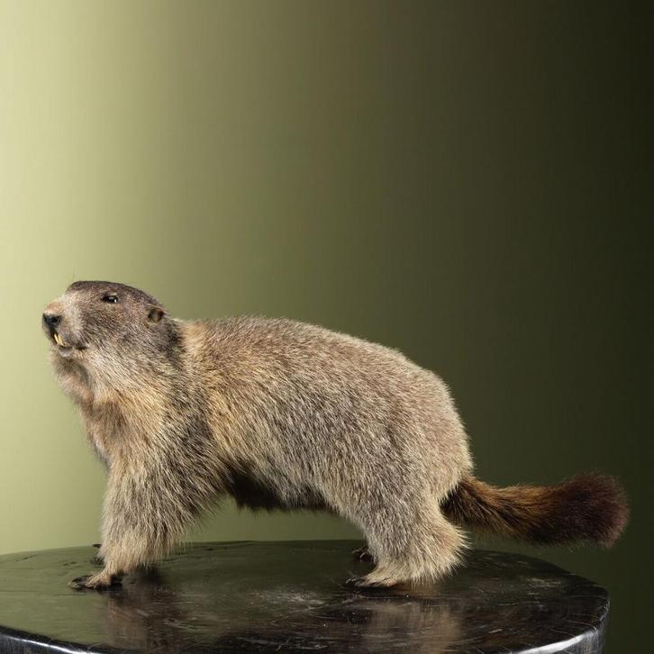 Alpenmarmot Taxidermie Opgezette Dieren By Max, Verzamelen, Dierenverzamelingen, Opgezet dier, Nieuw, Wild dier, Ophalen of Verzenden