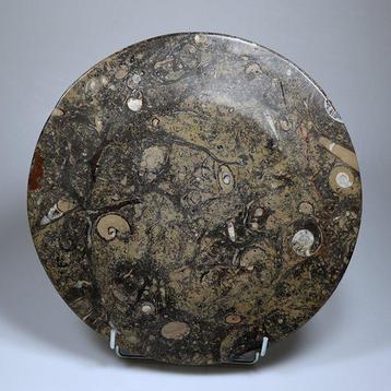 Table dappoint fossile - Coquillage fossilisé - 35 cm (Sans, Collections
