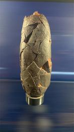 Dinosaurus - Gefossiliseerd ei - Elongathoolitus - 19 cm - 8