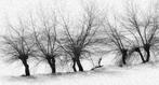 Franco Turcati - Neve con alberi