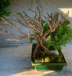 Jeneverbes bonsai (Juniperus) - Hoogte (boom): 10 cm -