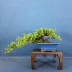 Bonsaï Genévrier (Juniperus) - Hauteur (arbre) : 14 cm -