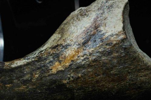 Theropoda - Barnsteen - BIG Suchomimus Claw - 17 cm, Verzamelen, Mineralen en Fossielen